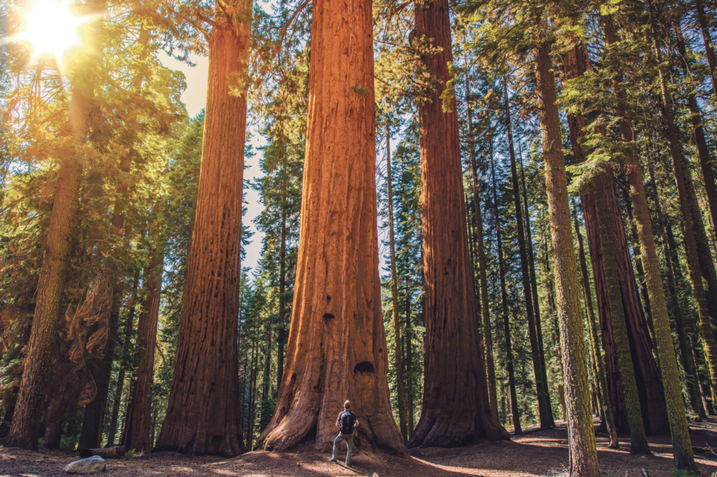 Gigantiska träd i Sequoia nationalpark